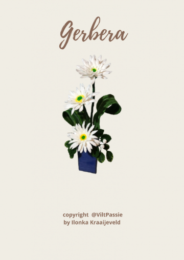 Gerbera foto 1