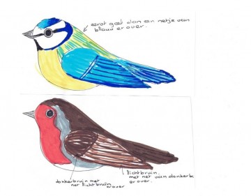 Pimpelmeesroodborstje