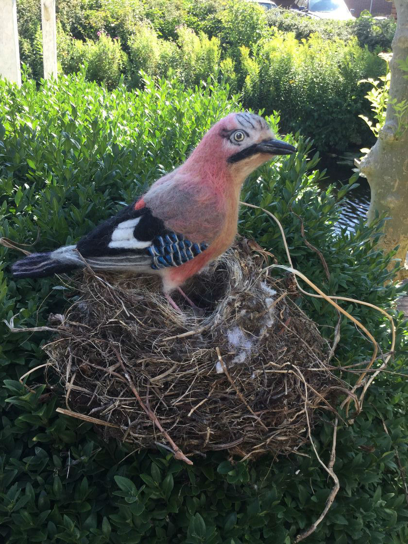 vlaamsegaai met nest